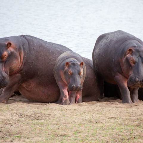 visitar hipopotamos senegal desde españa